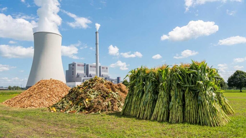 Overview of biomass energy is it renewable, showing organic feedstocks and energy generation